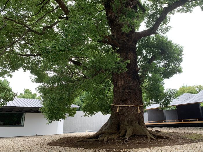 上野東照宮の大楠